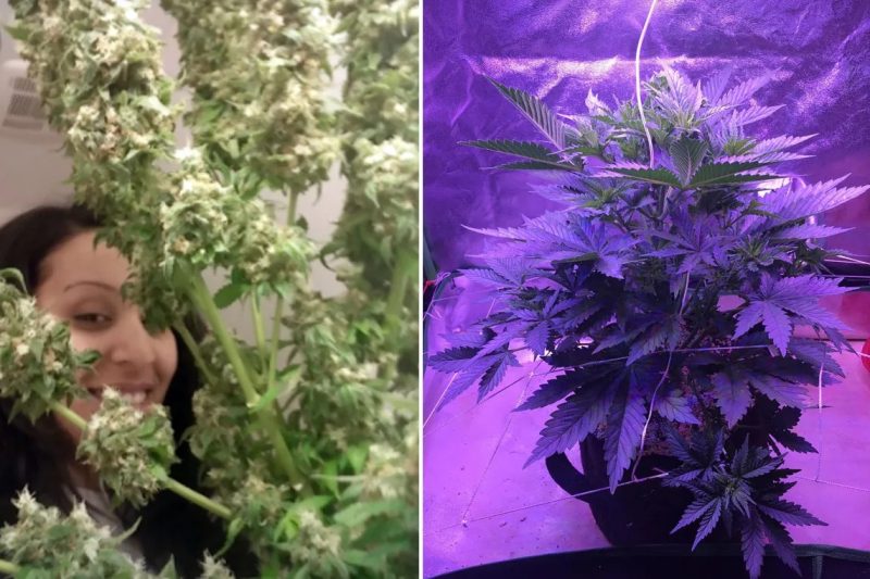 Exploring the Culture: 420 Magazine’s Ultimate Guide to Cannabis Lifestyle