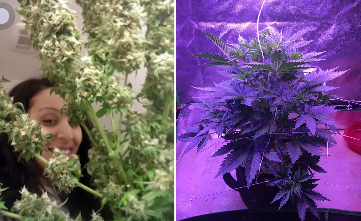 Exploring the Culture: 420 Magazine’s Ultimate Guide to Cannabis Lifestyle